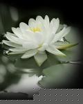 莲花(独家)