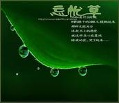 深海忘忧草