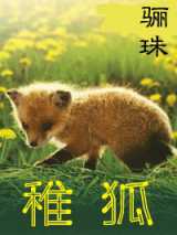 稚狐