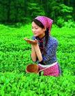 美人茶